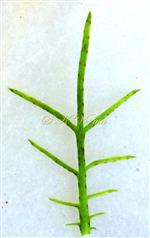   Leaf bearing marginal glands